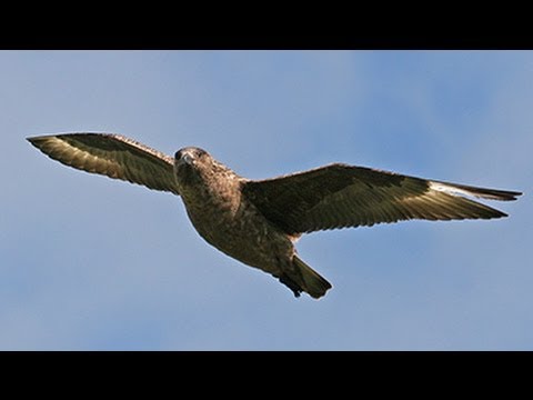 BTO Bird ID - Skuas