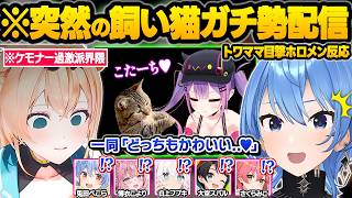 飼い猫に憑りつかれてしまった結果...トワ様の情緒を狂わせたりホロメン達を沼に堕とす虎太郎くんｗ面白反応まとめ【常闇トワ/星街すいせい/風真いろは/大空スバル/さくらみこ/ホロライブ/切り抜き】