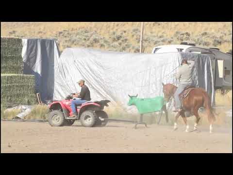 True Playgun - 2019 mare by Tried Tested True x CTR Smart Gun (Playgun)