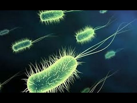 ✓ Historia Documental El Sorprendente Mundo de los Microorganismos