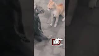 Download lagu kucing kesurupan || #fyp #tiktok #lucu mp3