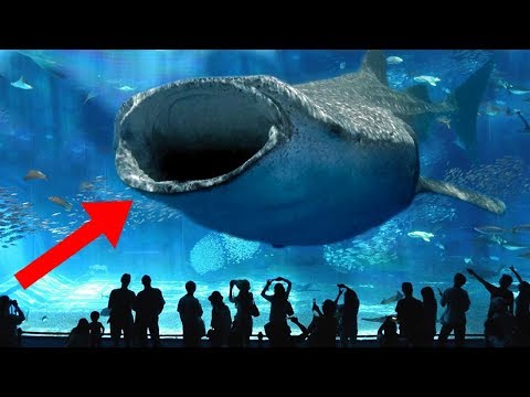 LARGEST Aquariums In The World!