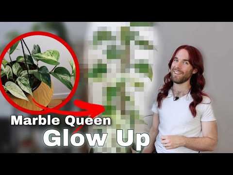 From Small to Stunning: Plant Challenge 2024 - Marble Queen Pothos