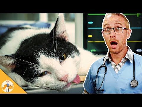 The 7 Deadliest Cat Emergencies (Veterinarian Explains)