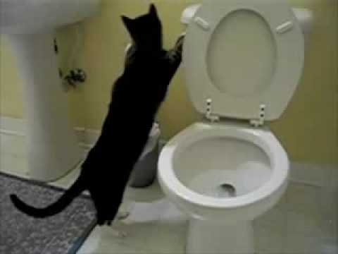 Cat Flushing A Toilet Music Video   Parry Gripp
