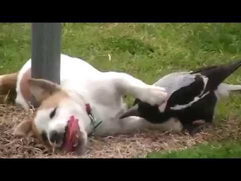 Anteprima Video Che strana coppia, un cane che gioca con un uccellino