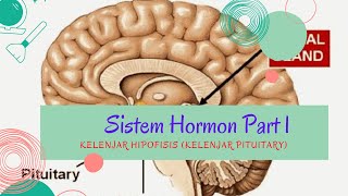 #sistemregulasi #sistemhormon #hipofisis SISTEM HORMON Part 1 | KELENJAR HIPOFISIS (PITUITARY)