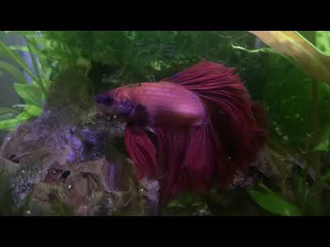 Tank update!!!!! lets see how everyone is doing :) 17/10/21 to 24/10/21