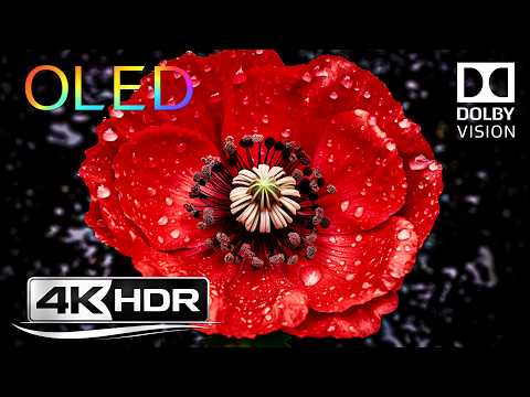 8K Dolby Colors and 8K HDR Dolby World