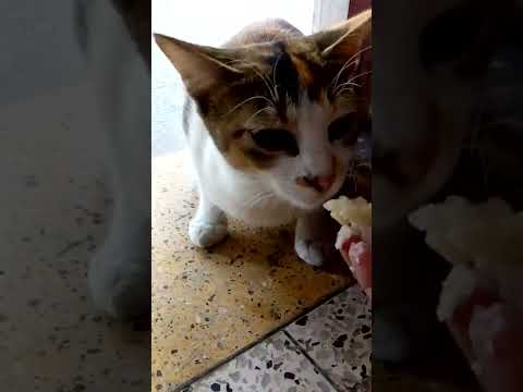 chini suji khacche.#shorts #cat #catlover #cute #youtube