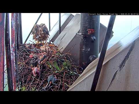 Waterlogged Big Red Feeds Chicks On Foggy Morning At The #CornellHawks Nest – May 1, 2020