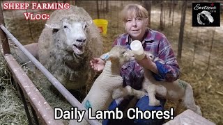Daily Lamb Chores!