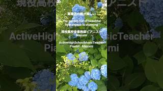 Download lagu S1301*紫陽花・美しい紫の庭#紫陽花#現役高校音楽教師ピアニストMayumi#hydrangea#purple#activehighschoolmusicteacherpianistmayumi mp3 Download lagu S1301*紫陽花・美しい紫の庭#紫陽花#現役高校音楽教師ピアニストMayumi#hydrangea#purple#activehighschoolmusicteacherpianistmayumi mp3