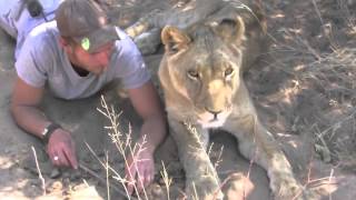 Man is reunited with lion he raised when it was a cub