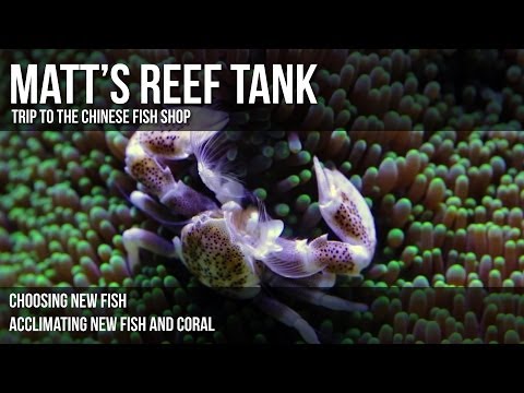 Matt's Reef Tank | Episode 2 | Trip to the Chinese Fish Shop