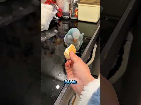 Yemek Yiyen Hayvanlar🤣🤯😱