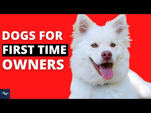 TOP 10 BEST DOG BREED FOR THE FIRST TIME OWNERS | 10 DOGS BREED FOR THE BEGINNERS