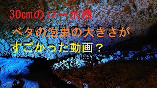 30㎝のロー水槽で泳いでいるベタオスの泡作りが・・・。