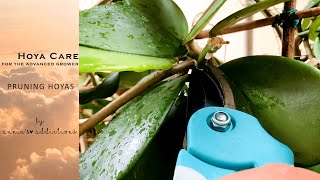 Download Lagu Hoya care for the advanced grower | Pruning hoyas Thumbnail