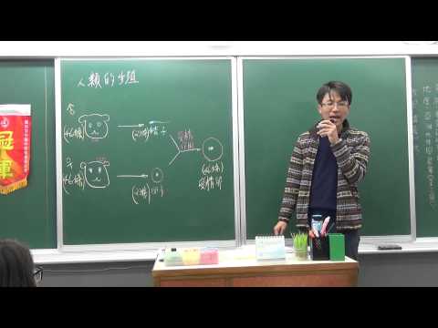四分體是什麼