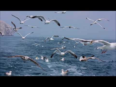 Raca - Mewy - SZULC 2017