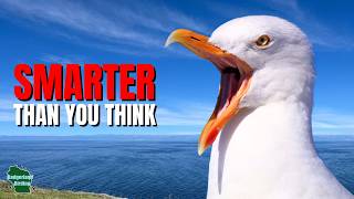 5 Things You Didn't Know About Seagulls!