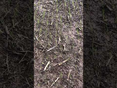 Direktsaat Weizen nach Vorfrucht Silomais 2025