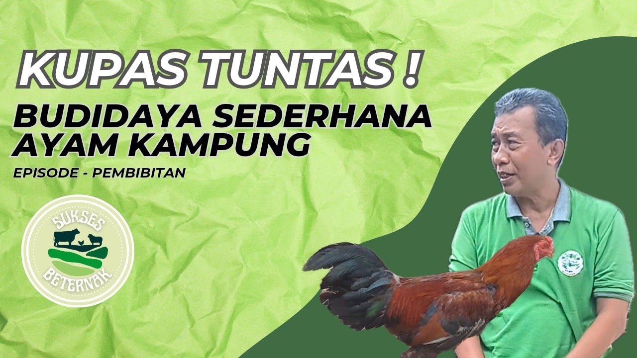 Kupas Tuntas ! Skema Budidaya Sederhana Ayam Kampung dengan berbagai model kandang - Sukses Beternak