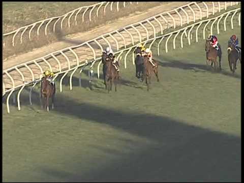 Galoppo 10/02/2015 - 3° corsa