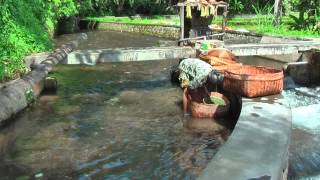 Washing food in the river, Bali Indonesia