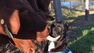 animales  vacas y perros