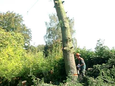 DLF Waldpflege: Baumfällung im Wohngebiet