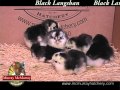 Video: Black Langshan
