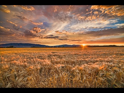 Relaxing sounds of sunset and insects, light breeze and crickets