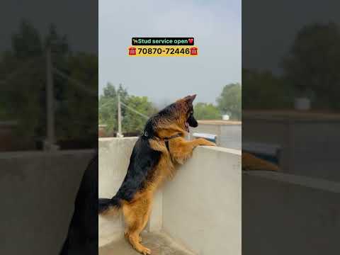 🦮🙋‍♂️ stud service open 🙋‍♂️ #davindernirman #doglover