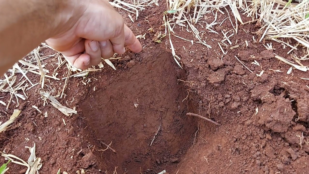 COMO COLETAR SOLO PARA ANÁLISE DE MANEIRA SIMPLES