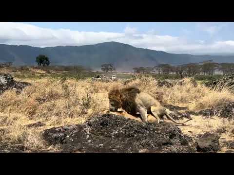  Roaring Romance: Where Love Reigns Like Lions.