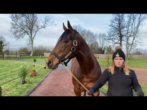 SPANISH MOON - Haras d'Annebault - Étalons 2021