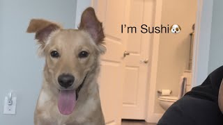 【Sushi】パパっ子と病院ごっこ夫婦