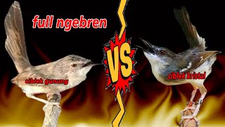 Download lagu Masteran Ciblek Gunung ngebren panjang vs Ciblek Kristal Gacor ngebren mp3