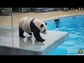 Which Animal Wins The Gold Medal Animal Olympics Animalolympics