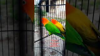Download lagu Biola Green X Biola Ewing Gold ( 350 K ) Jual Murah Saja. Siap kirim #lovebirdbiola #lovebirds mp3 Download lagu Biola Green X Biola Ewing Gold ( 350 K ) Jual Murah Saja. Siap kirim #lovebirdbiola #lovebirds mp3