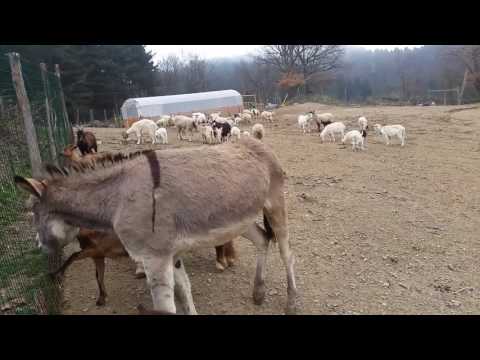Gregge al pascolo pecore e asini