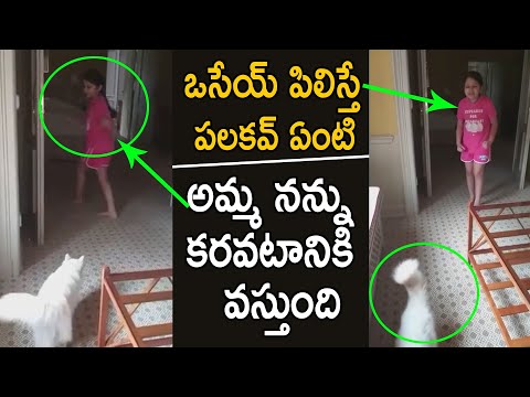 Sitara Funny Conversation With Her Dog | Mahesh Babu Daughter Sitara Funny Videos | Andhra Life Tv