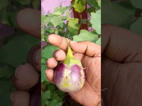 bavani Brinjal harvesting #organic #home #nature #brinjal #gardening