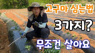 고구마 물 안주고 심는 법 3가지! 무조건 산다 고구마가 주렁주렁