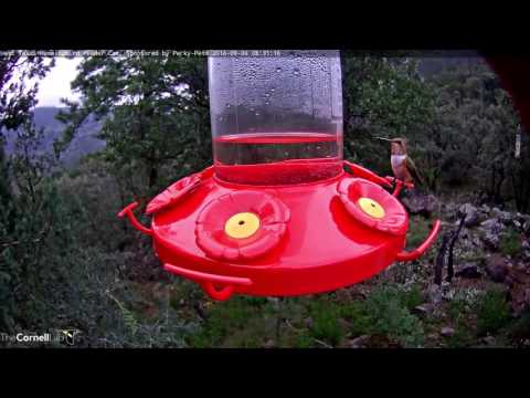 Pugnacious Female Rufous - Sept. 6, 2016