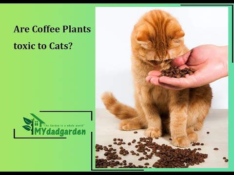 Are Coffee Plants toxic to Cats?