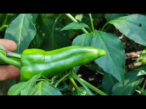 Greenhouse without a cucumber, August 16, 2022. Disaster in the greenhouse...