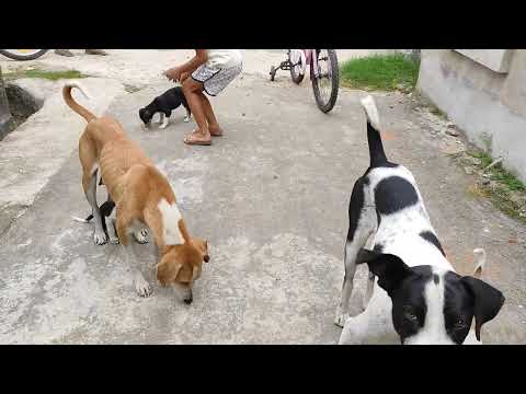 Anshuk and Mihika playing with pubby buddies (2021)